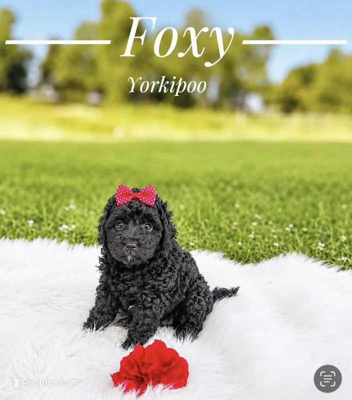 Foxy  – Yorkipoo puppy for sale in Chicago, IL
