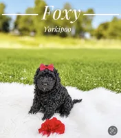 Foxy , a female Yorkipoo for sale in Chicago, IL – 1 of 2