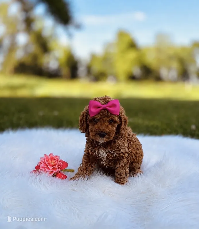 Jewel – Poodle - Miniature  puppy for sale in Chicago, IL
