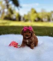 Jewel, a female Poodle - Miniature  for sale in Chicago, IL – 1 of 1