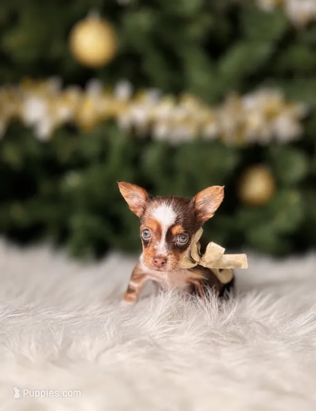 Nugget  – Chihuahua puppy for sale in Chicago, IL