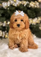 Kiwi, a female Miniature Goldendoodle for sale in Chicago, IL – 1 of 2