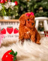 Shortcake , a female Poodle - Miniature  for sale in Chicago, IL – 2 of 2