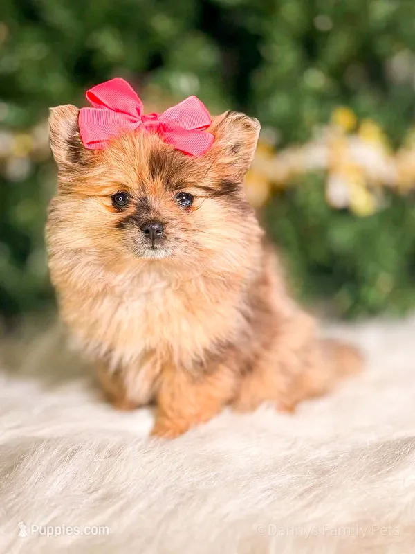 Mila – Pomeranian puppy for sale in Chicago, IL