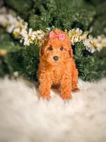 Vienna, a female Poodle - Toy  and Miniature Goldendoodle for sale in Chicago, IL – 1 of 2