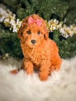 Vienna, a female Poodle - Toy  and Miniature Goldendoodle for sale in Chicago, IL – 2 of 2