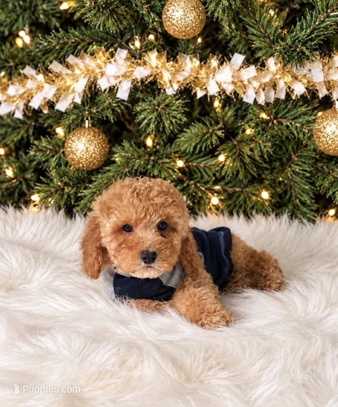 Madden – Maltipoo puppy for sale in Chicago, IL