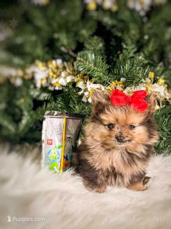 Velvet – Pomeranian puppy for sale in Chicago, IL