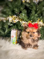 Velvet, a female Pomeranian for sale in Chicago, IL – 1 of 2