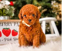 Teddy Graham, a male Poodle - Toy  for sale in Chicago, IL – 2 of 2