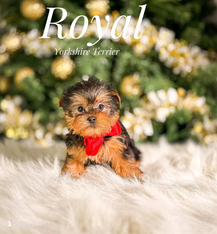 Royal – Yorkshire Terrier puppy for sale in Chicago, IL