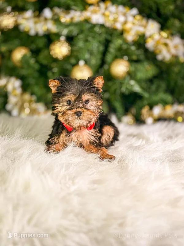 Royal – Yorkshire Terrier puppy for sale in Chicago, IL