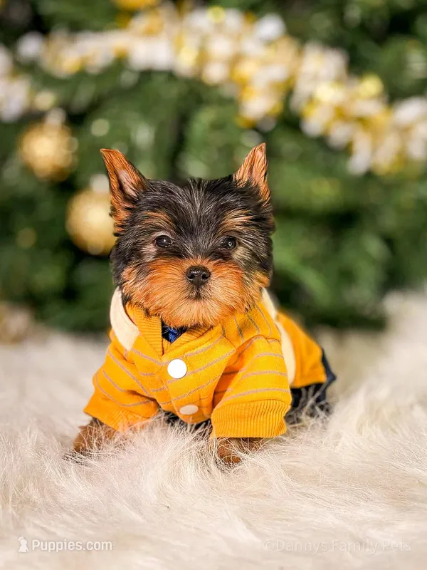 Teddy – Yorkshire Terrier puppy for sale in Chicago, IL