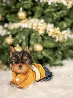 Teddy, a male Yorkshire Terrier for sale in Chicago, IL – Photo 2 of 2