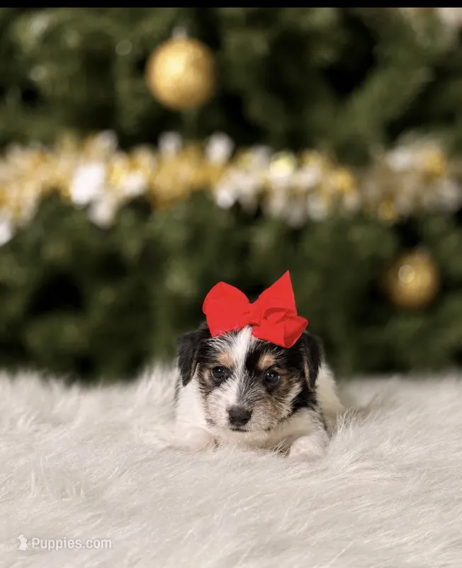 Lacey – Chorkie puppy for sale in Chicago, IL