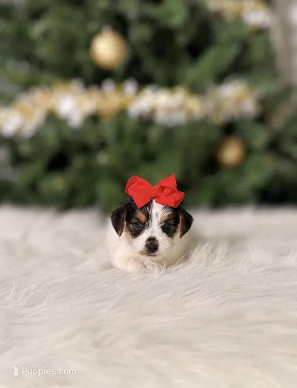 Trixie – Chorkie puppy for sale in Chicago, IL