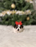 Trixie, a female Chorkie for sale in Chicago, IL – 1 of 1
