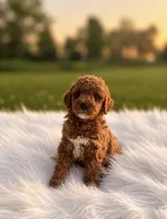 Baby, a male Poodle - Miniature  for sale in Chicago, IL – 1 of 1