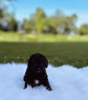 Scout, a male Yorkipoo for sale in Chicago, IL – 1 of 1