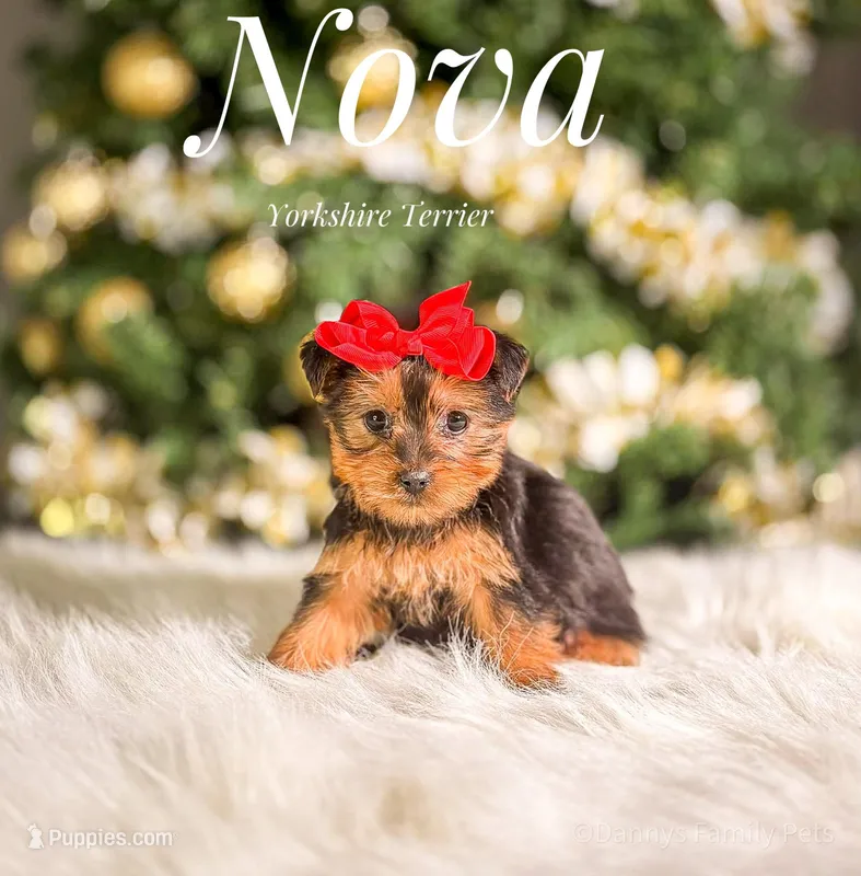 Nova – Yorkshire Terrier puppy for sale in Chicago, IL