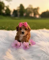 Chloe , a female Poodle - Miniature  for sale in Chicago, IL – 1 of 1
