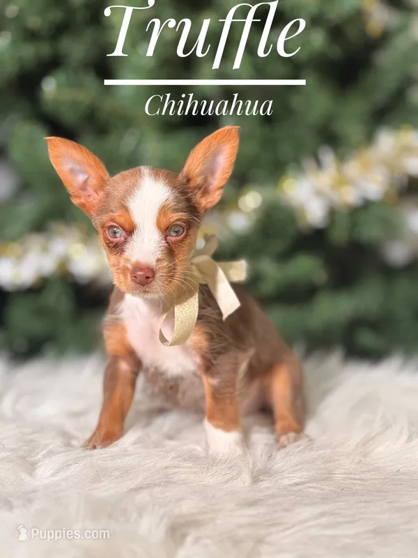 Truffle  – Chihuahua puppy for sale in Chicago, IL