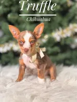 Truffle , a male Chihuahua for sale in Chicago, IL – 1 of 2
