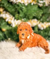 Lennox, a male Poodle - Toy  and Miniature Goldendoodle for sale in Chicago, IL – 2 of 2