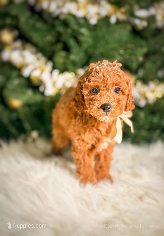 Lennox – Poodle - Toy , Miniature Goldendoodle puppy for sale in Chicago, IL