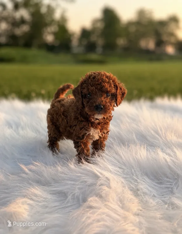 Ace – Poodle - Miniature  puppy for sale in Chicago, IL