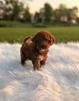Ace, a male Poodle - Miniature  for sale in Chicago, IL – 1 of 1
