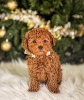 Cooper , a male Poodle - Toy  for sale in Chicago, IL – Photo 1 of 2