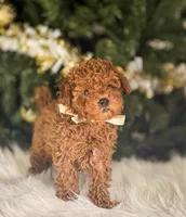 Cooper , a male Poodle - Toy  for sale in Chicago, IL – Photo 2 of 2