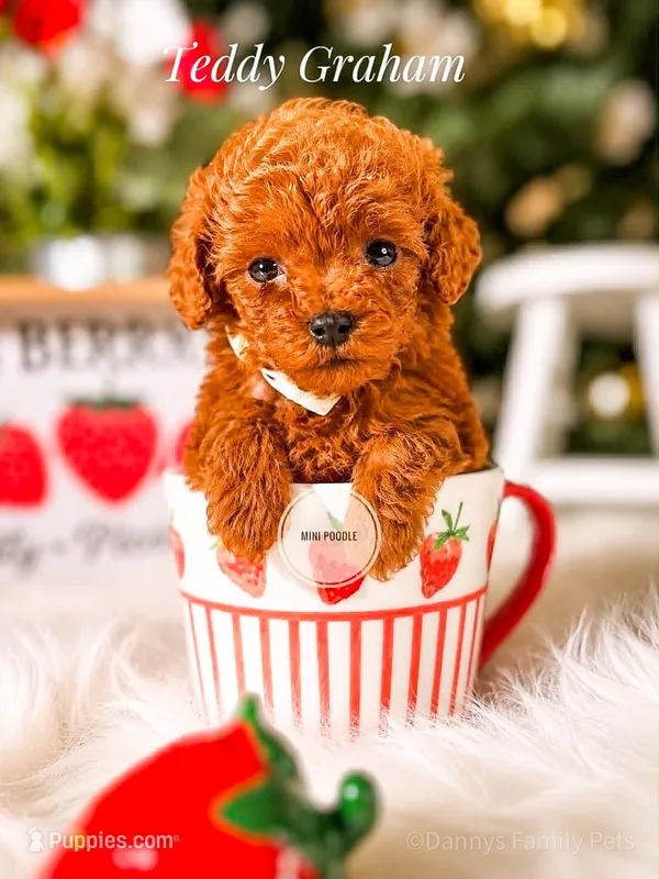 Teddy Graham – Poodle - Toy  puppy for sale in Chicago, IL