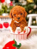 Teddy Graham, a male Poodle - Toy  for sale in Chicago, IL – 1 of 2