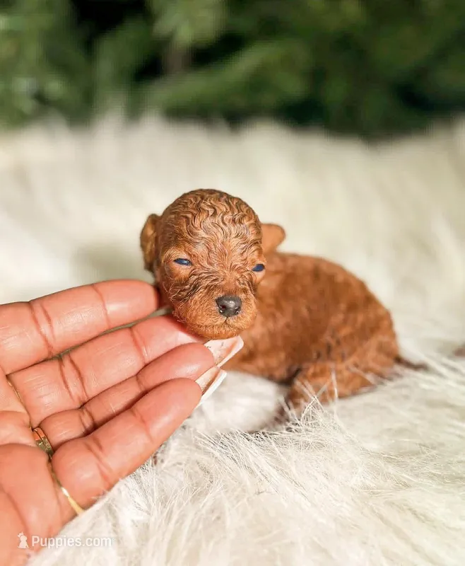 Benji – Poodle - Miniature  puppy for sale in Chicago, IL