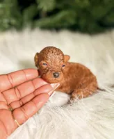 Benji, a male Poodle - Miniature  for sale in Chicago, IL – Photo 1 of 2