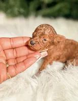 Benji, a male Poodle - Miniature  for sale in Chicago, IL – Photo 2 of 2