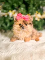 Mila, a female Pomeranian for sale in Chicago, IL – 2 of 2