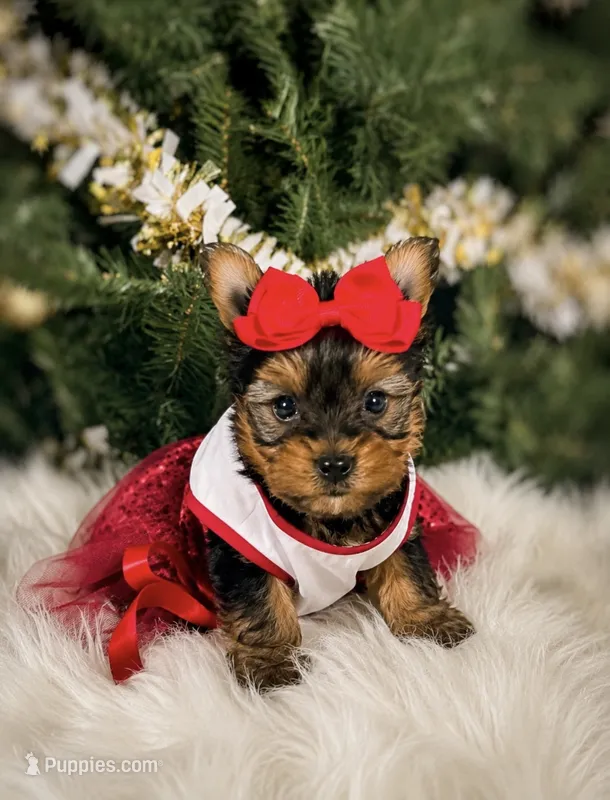 Mira – Yorkshire Terrier puppy for sale in Chicago, IL