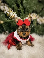 Mira, a female Yorkshire Terrier for sale in Chicago, IL – 1 of 2