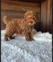 Cooper, a male Poodle - Toy  for sale in Chicago, IL – 2 of 4