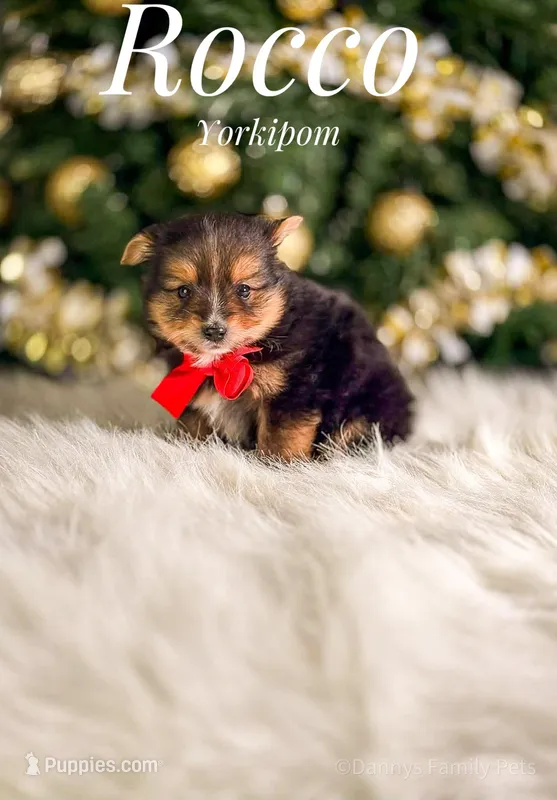 Rocco – Pomeranian, Yorkshire Terrier puppy for sale in Chicago, IL