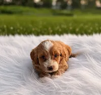 Zane, a male Poodle - Toy  and Miniature Goldendoodle for sale in Chicago, IL – 1 of 1