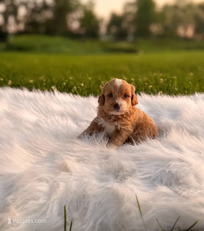 Rome – Poodle - Toy , Miniature Goldendoodle puppy for sale in Chicago, IL