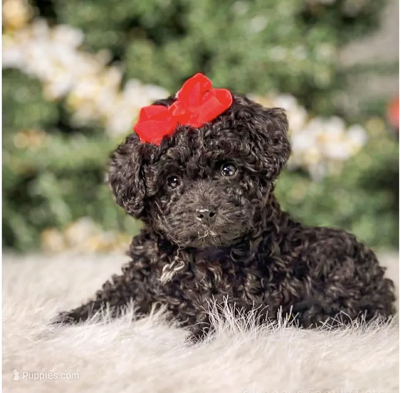 Pebbles , a female Poodle - Toy  for sale in Chicago, IL – Photo 1 of 2