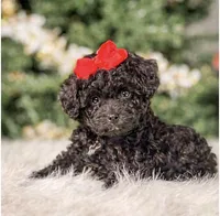 Pebbles , a female Poodle - Toy  for sale in Chicago, IL – Photo 1 of 2