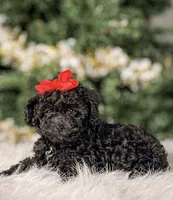 Pebbles , a female Poodle - Toy  for sale in Chicago, IL – Photo 2 of 2