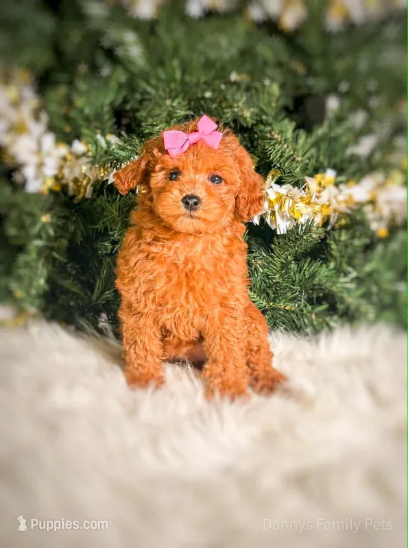 Diora  – Poodle - Toy , Miniature Goldendoodle puppy for sale in Chicago, IL