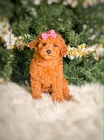 Diora , a female Poodle - Toy  and Miniature Goldendoodle for sale in Chicago, IL – 1 of 2
